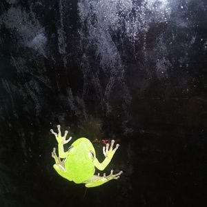 Meet your Posher, Latoya